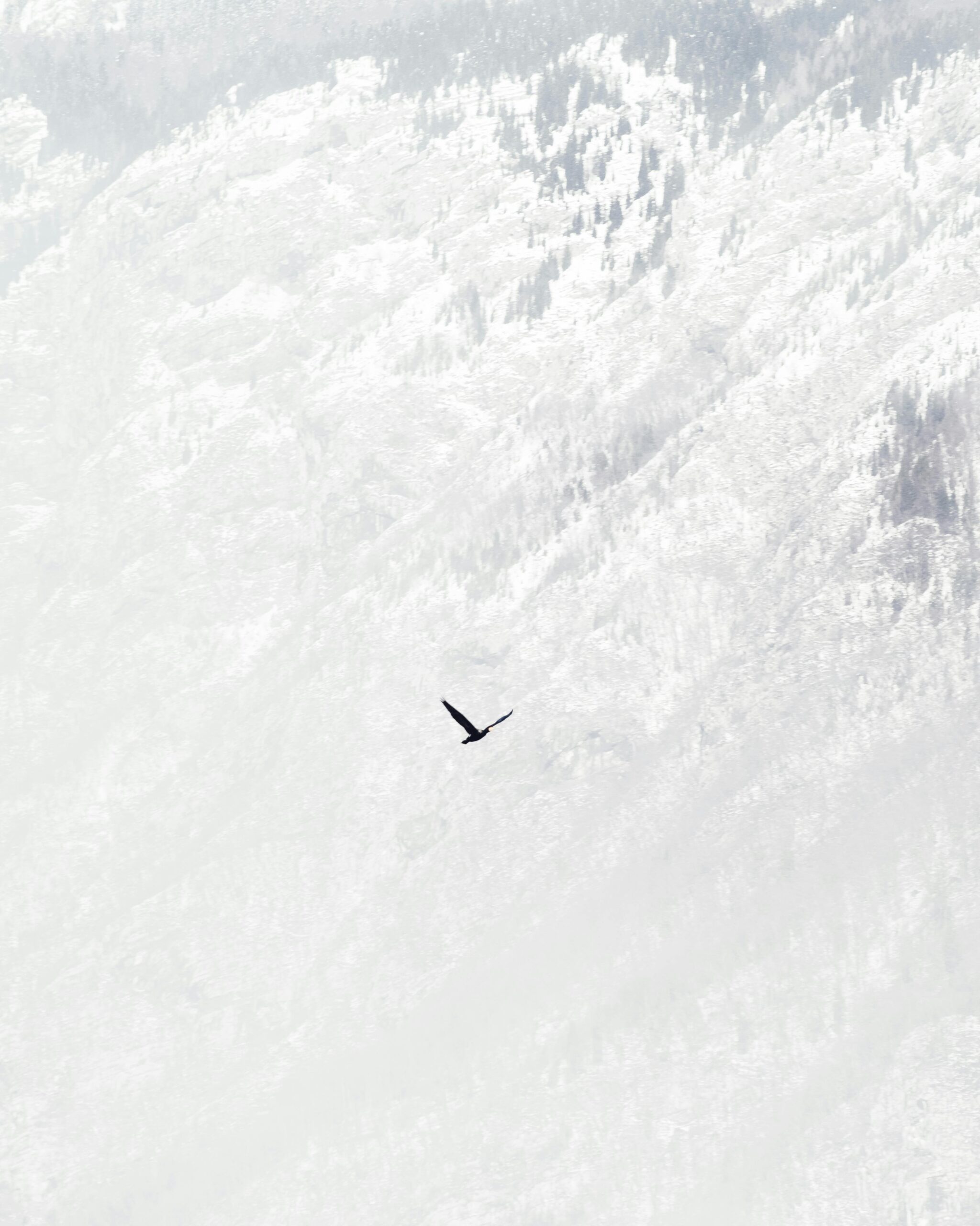 A solitary bird soars against a snow-covered mountainous backdrop, conveying a sense of isolation.